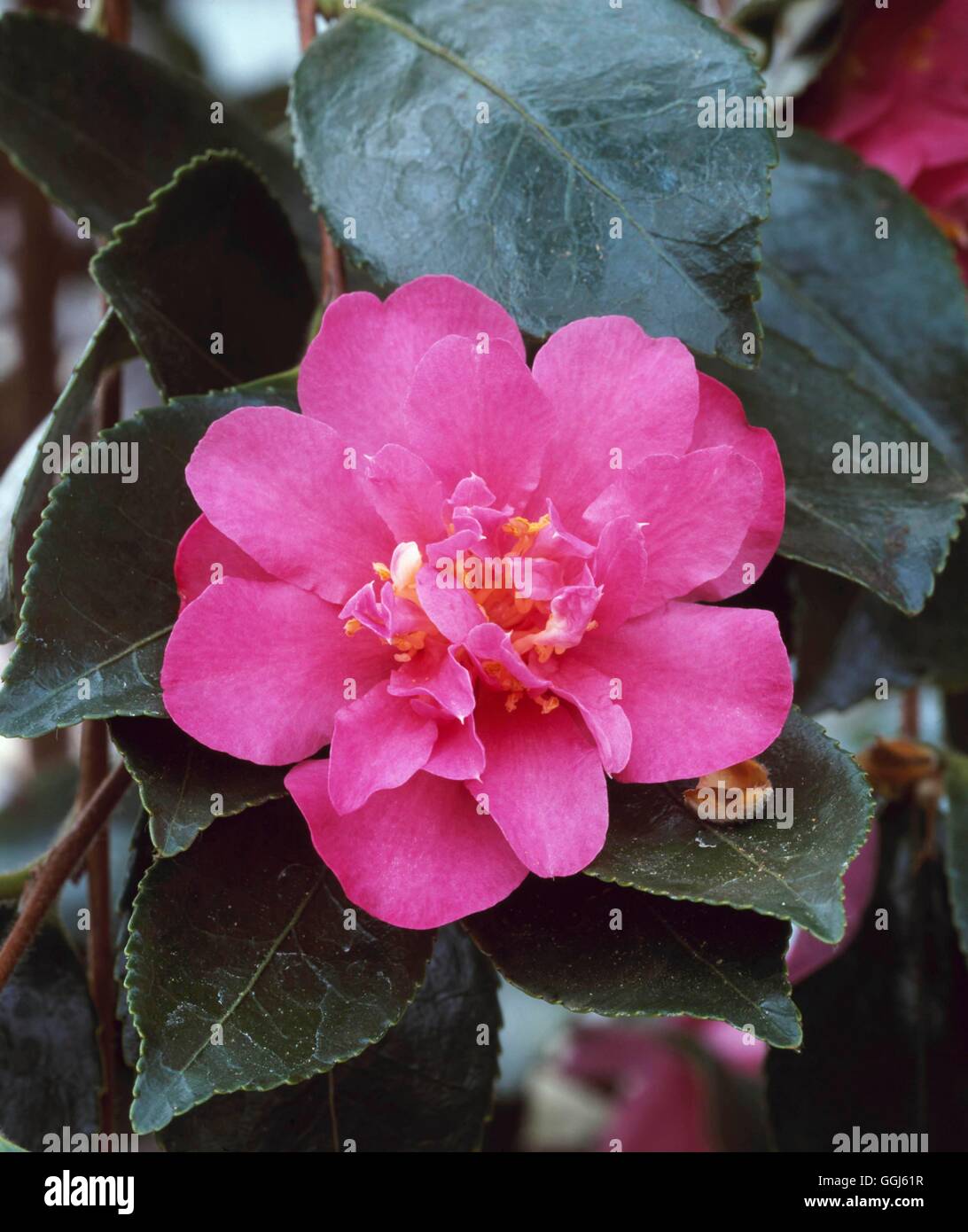 Camellia sasanqua - `Rosea Plena'   CAM013492 Stock Photo